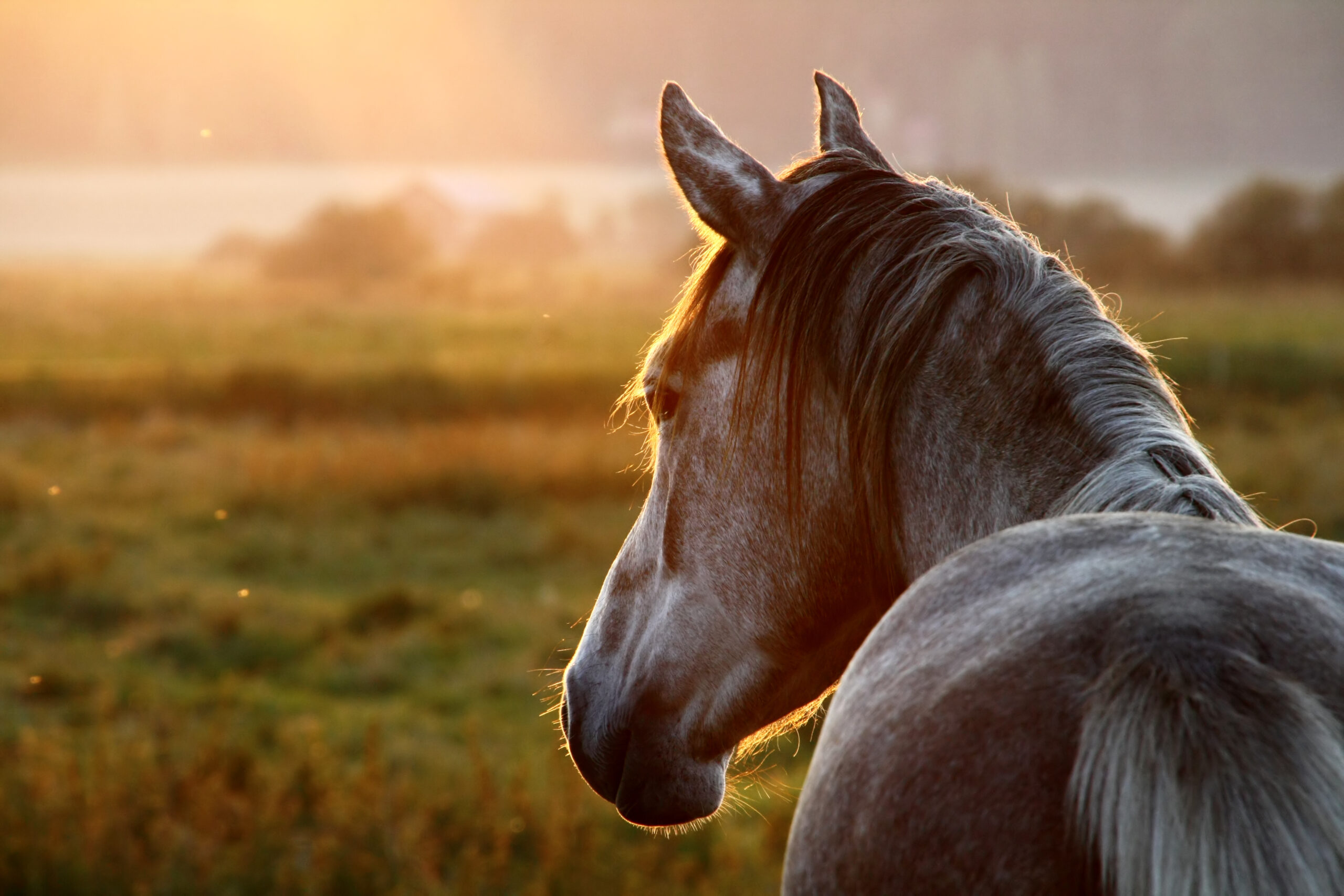 Hest i fokus med solnedgang i baggrunden - Fokust på heste
