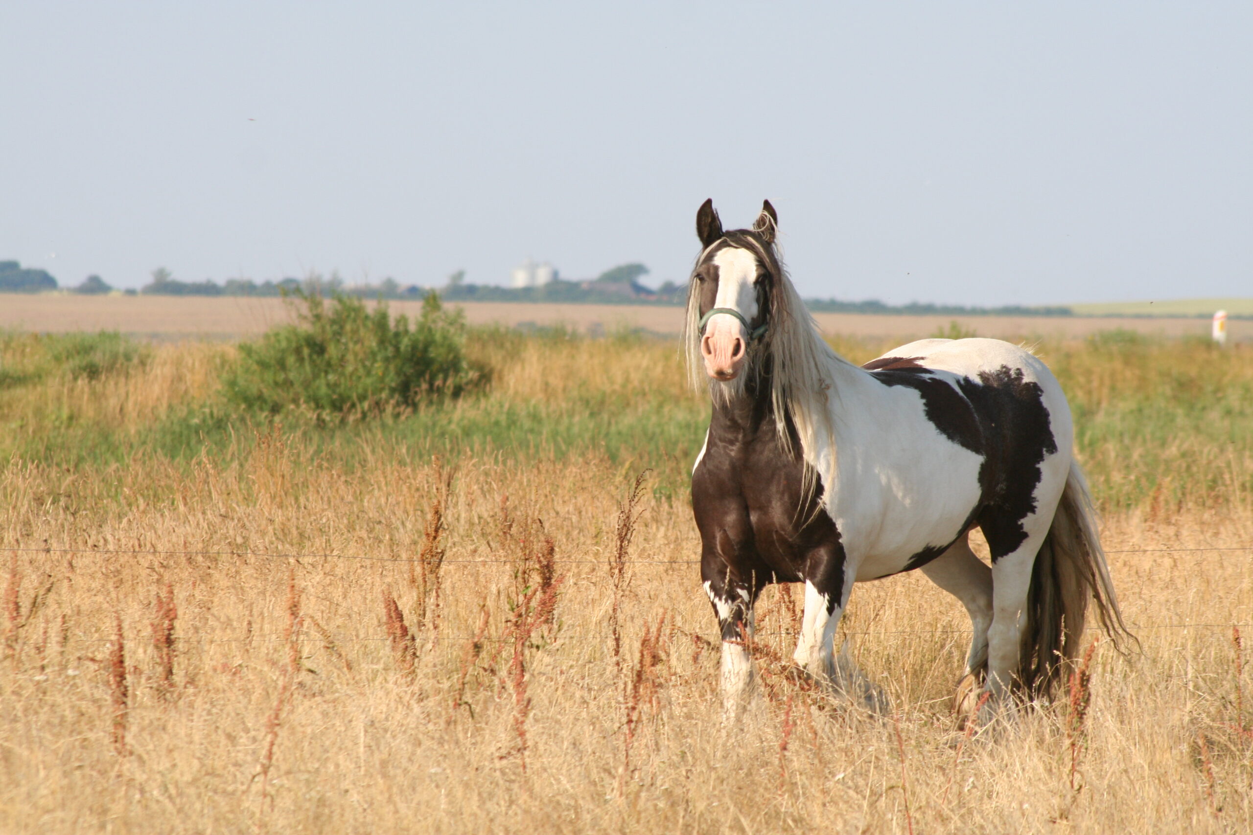 Hest på græs - overholdelse af miljøregler